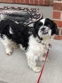 Enlarge Paul, a Adoptable mixed breed in West Bloomfield, MI image 6/6