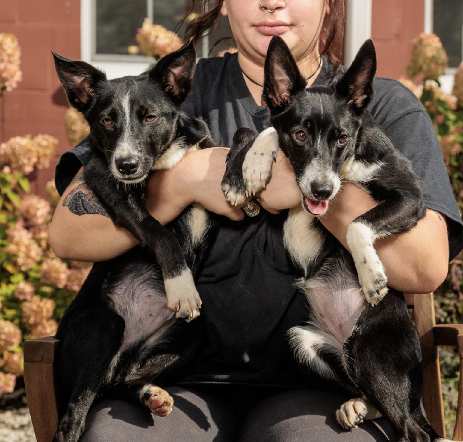 Enlarge Kano and Kampala, a Adoptable Basenji in Chester Springs, PA image 1/1