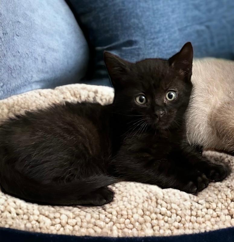 Enlarge Graham Cracker, a Adoptable Domestic Short Hair in West Hills, CA image 2/6