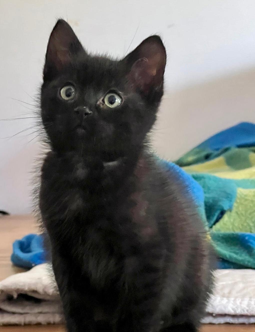 Enlarge Graham Cracker, a Adoptable Domestic Short Hair in West Hills, CA image 1/6