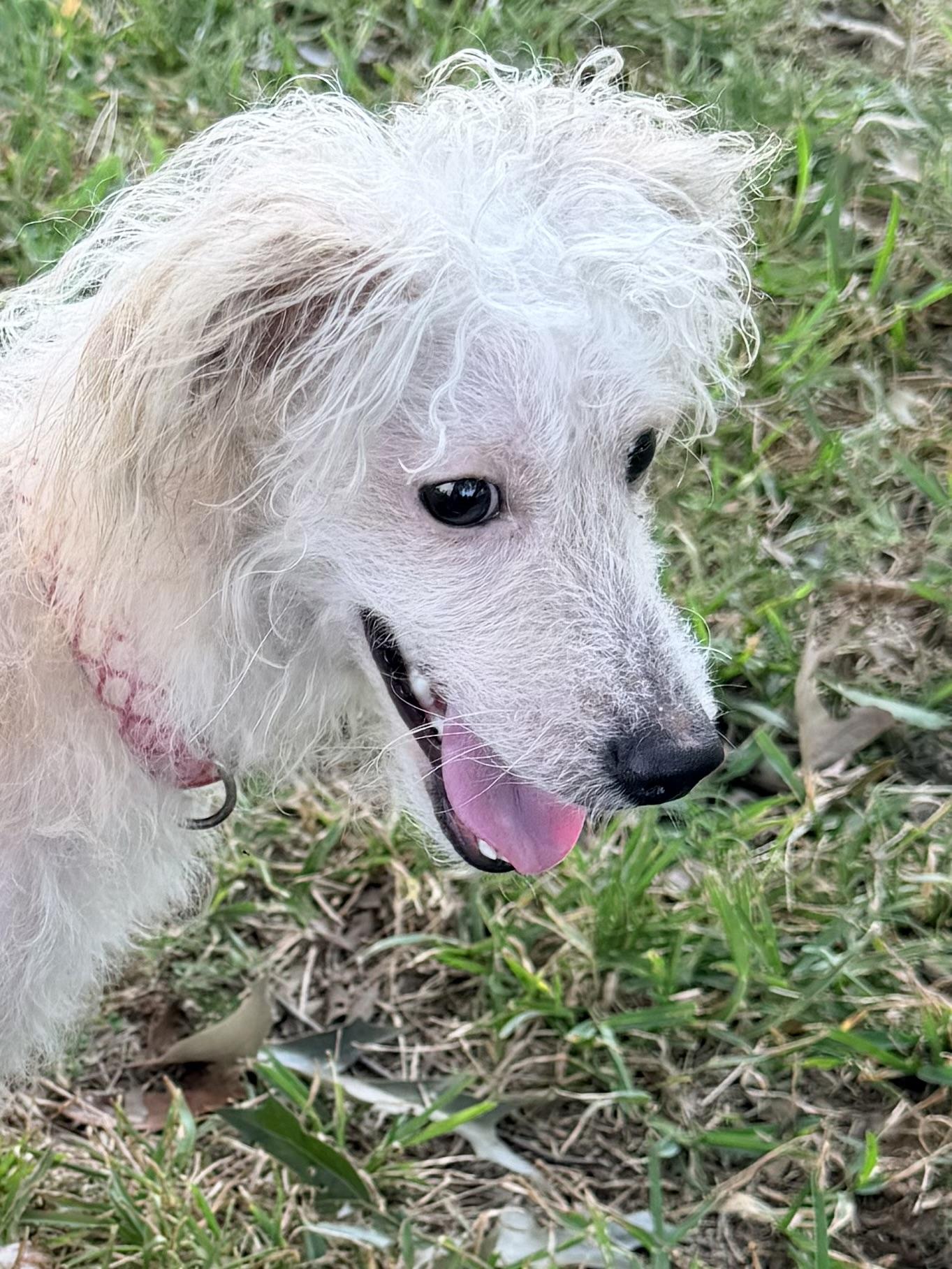 Enlarge Enzo, a ADOPTABLE mixed breed in Baker, LA image 1/6