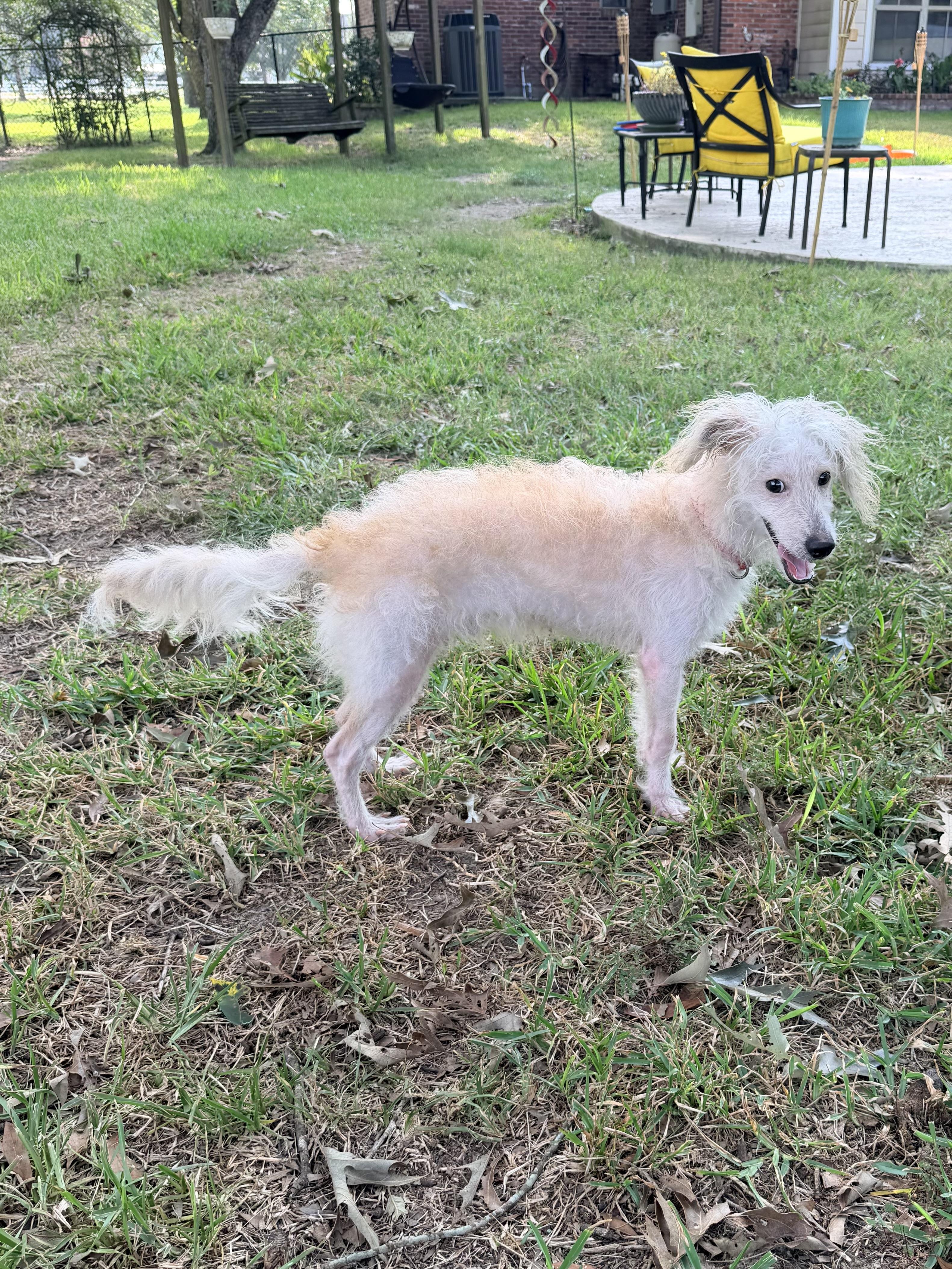 Enlarge Enzo, a ADOPTABLE mixed breed in Baker, LA image 2/6