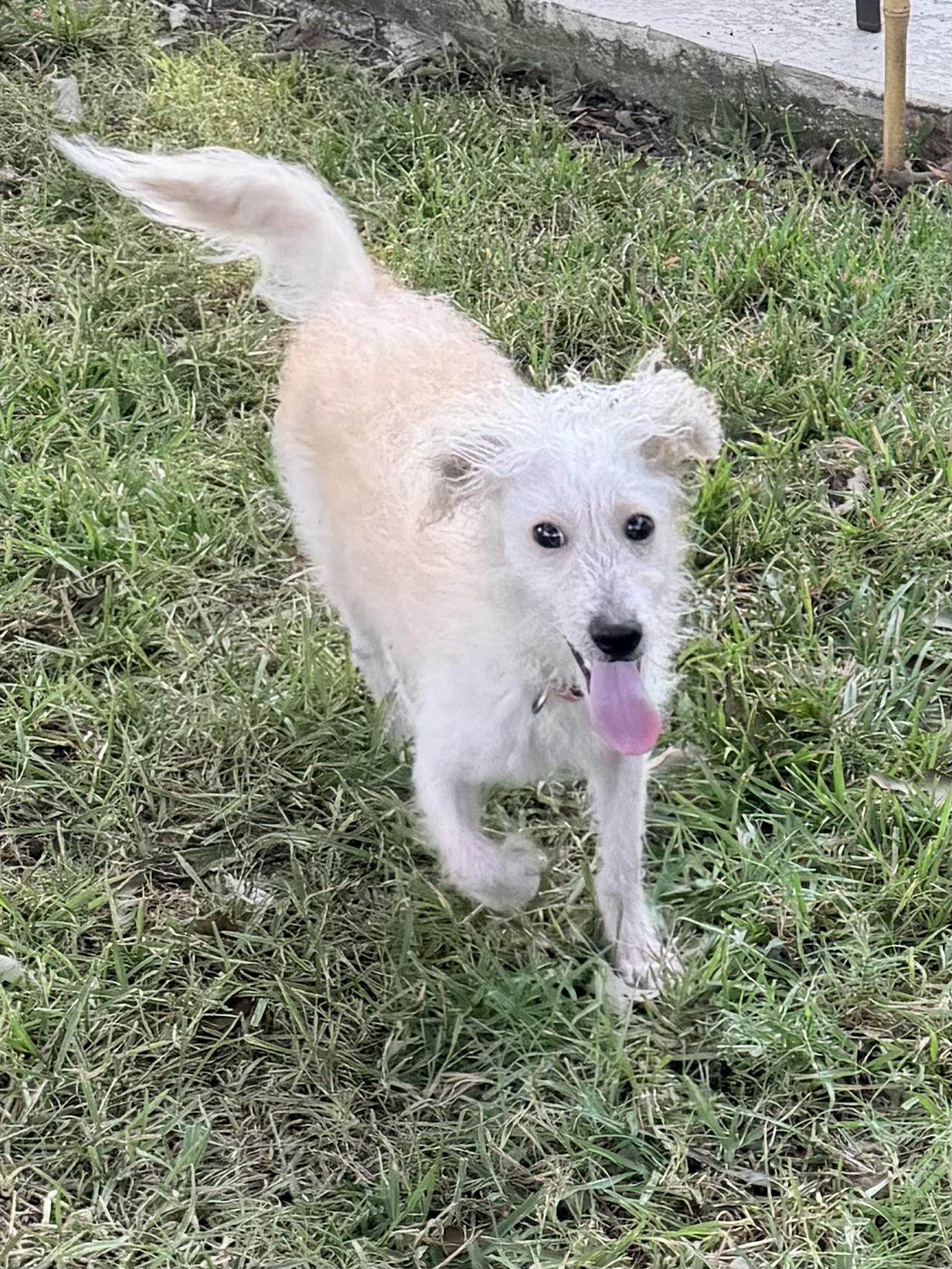 Enlarge Enzo, a ADOPTABLE mixed breed in Baker, LA image 4/6