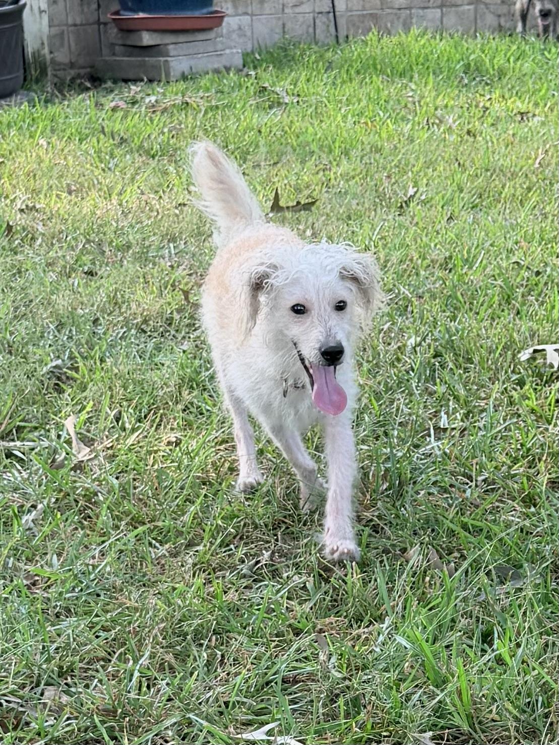 Enlarge Enzo, a ADOPTABLE mixed breed in Baker, LA image 3/6