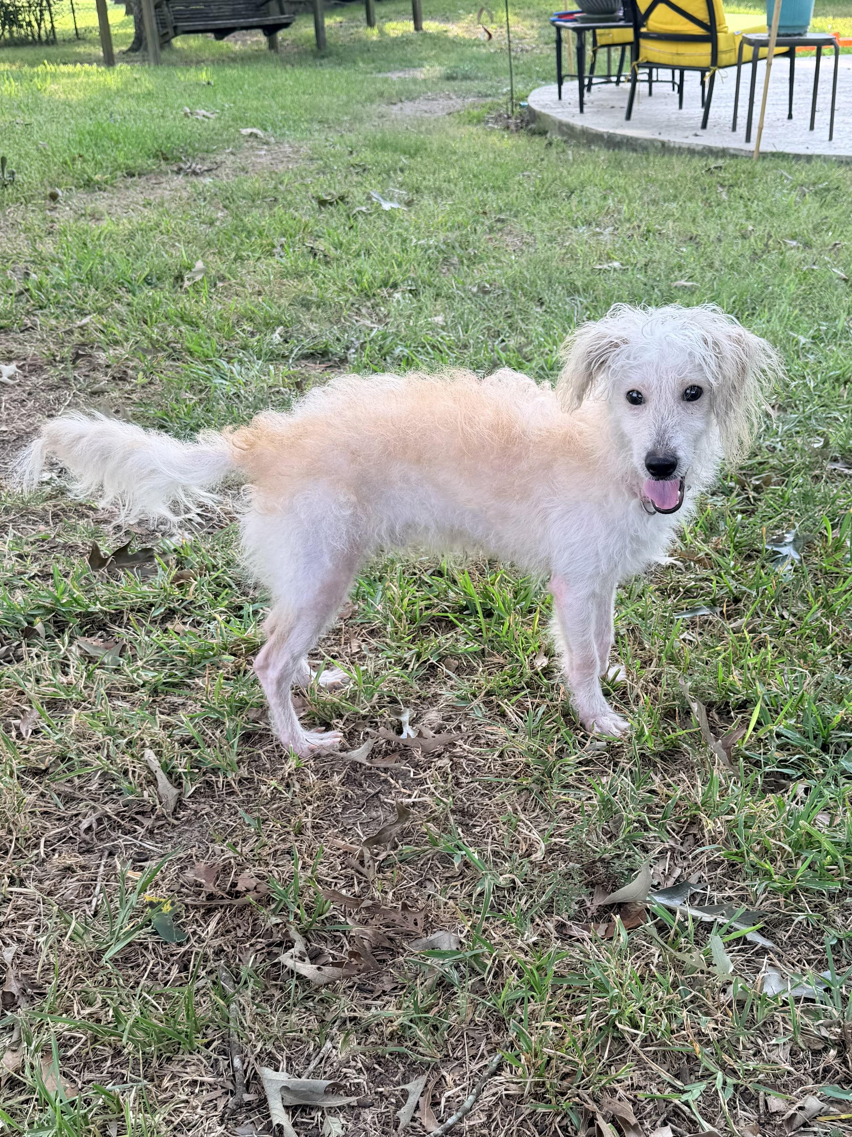 Enlarge Enzo, a ADOPTABLE mixed breed in Baker, LA image 5/6