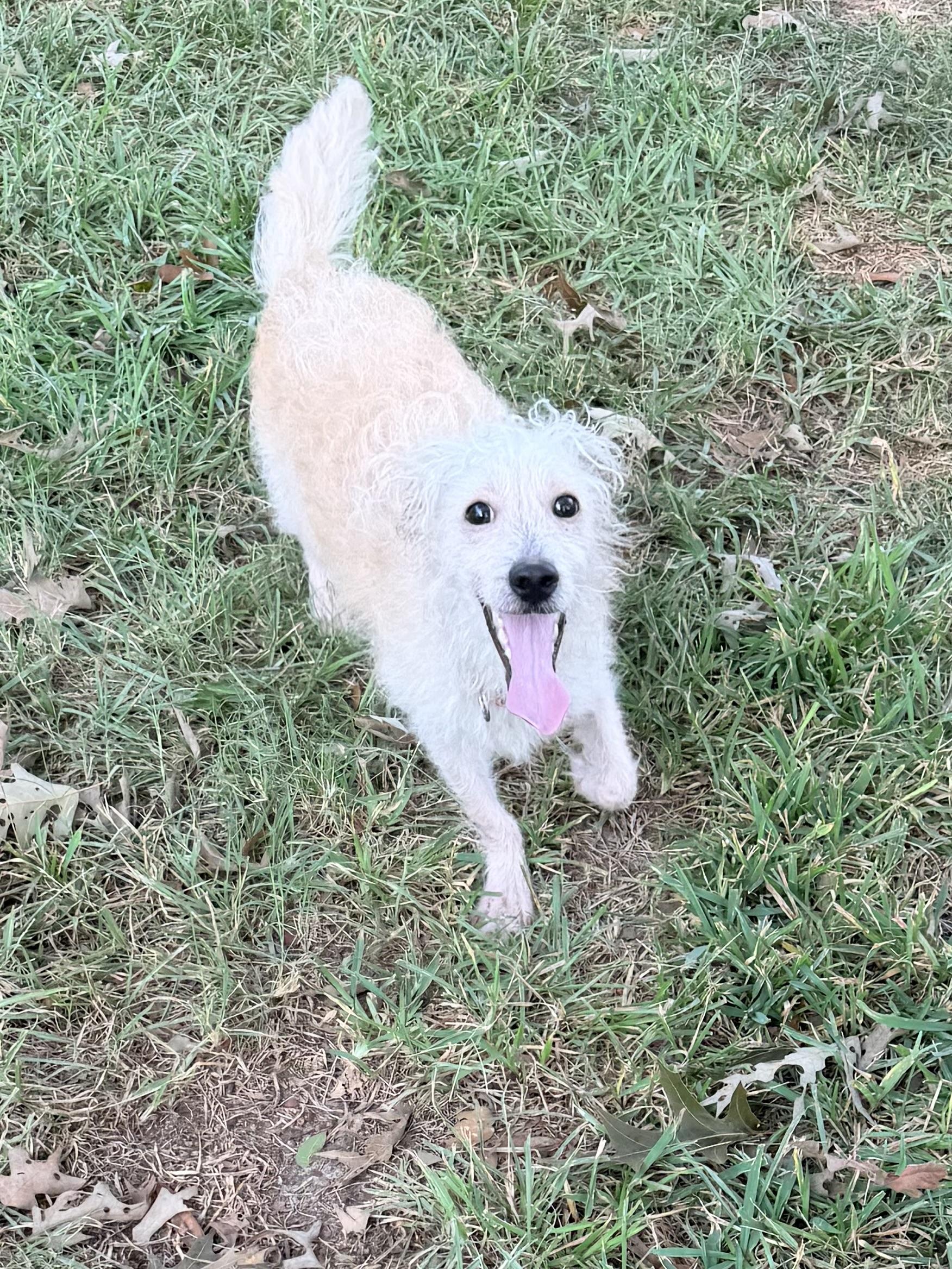 Enlarge Enzo, a ADOPTABLE mixed breed in Baker, LA image 6/6