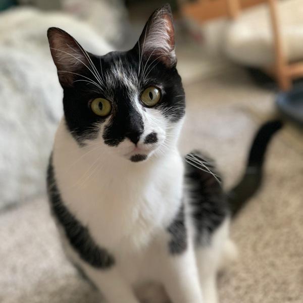 Anthony, Adoptable, Adult Male Domestic Short Hair.