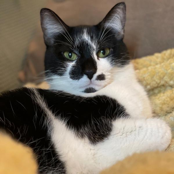 Enlarge Anthony, a Adoptable mixed breed in Des Moines, IA image 2/6