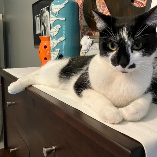 Enlarge Anthony, a Adoptable mixed breed in Des Moines, IA image 3/6