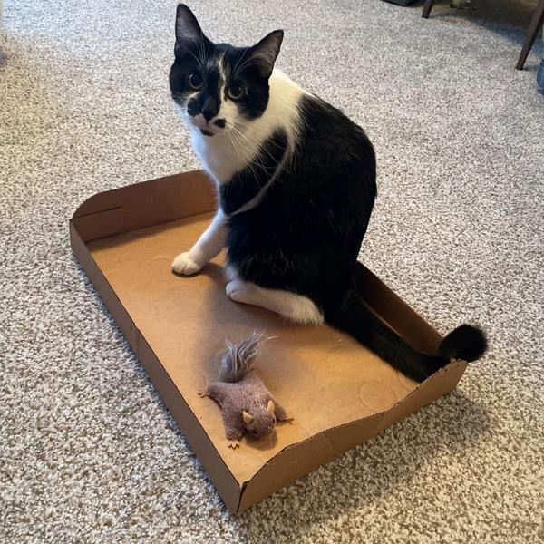 Enlarge Anthony, a Adoptable mixed breed in Des Moines, IA image 4/6