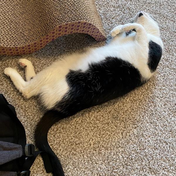 Enlarge Anthony, a Adoptable mixed breed in Des Moines, IA image 5/6