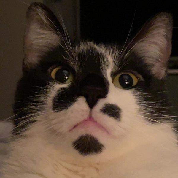 Enlarge Anthony, a Adoptable mixed breed in Des Moines, IA image 6/6