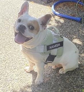 Enlarge HAMISH ROYAL - pending, an adopted mixed breed in Bonney Lake, WA image 2/3
