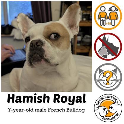 Enlarge HAMISH ROYAL - pending, an adopted mixed breed in Bonney Lake, WA image 1/3
