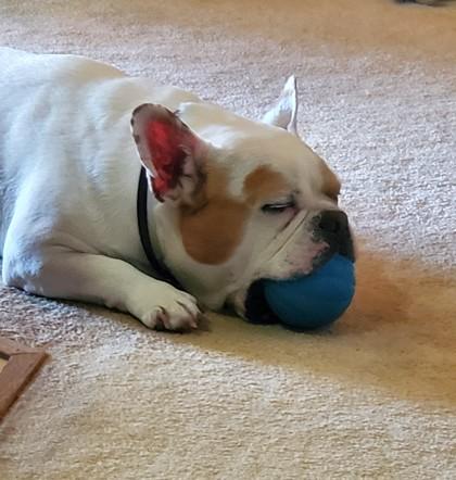Enlarge HAMISH ROYAL - pending, an adopted mixed breed in Bonney Lake, WA image 3/3