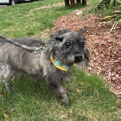 Kaylee, ADOPTABLE, Senior Female Cairn Terrier.
