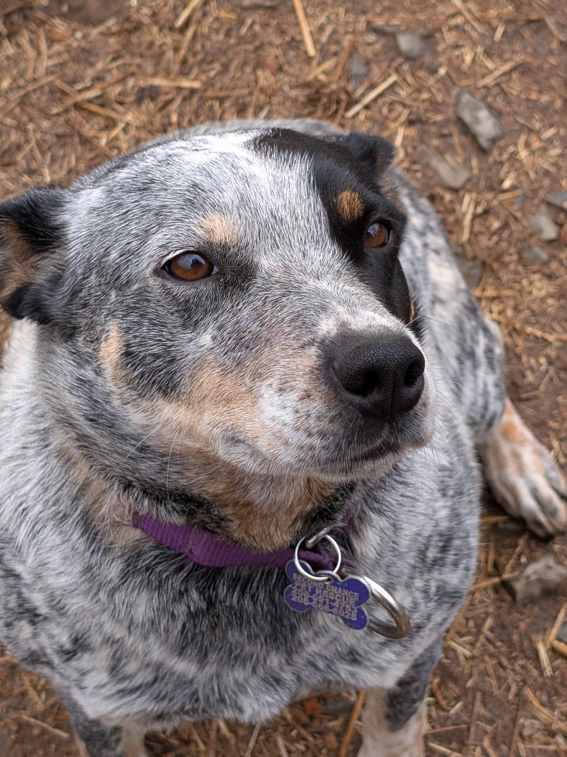 Bonnie, an adopted Australian Cattle Dog / Blue Heeler in COEUR D ALENE, ID image 1/5