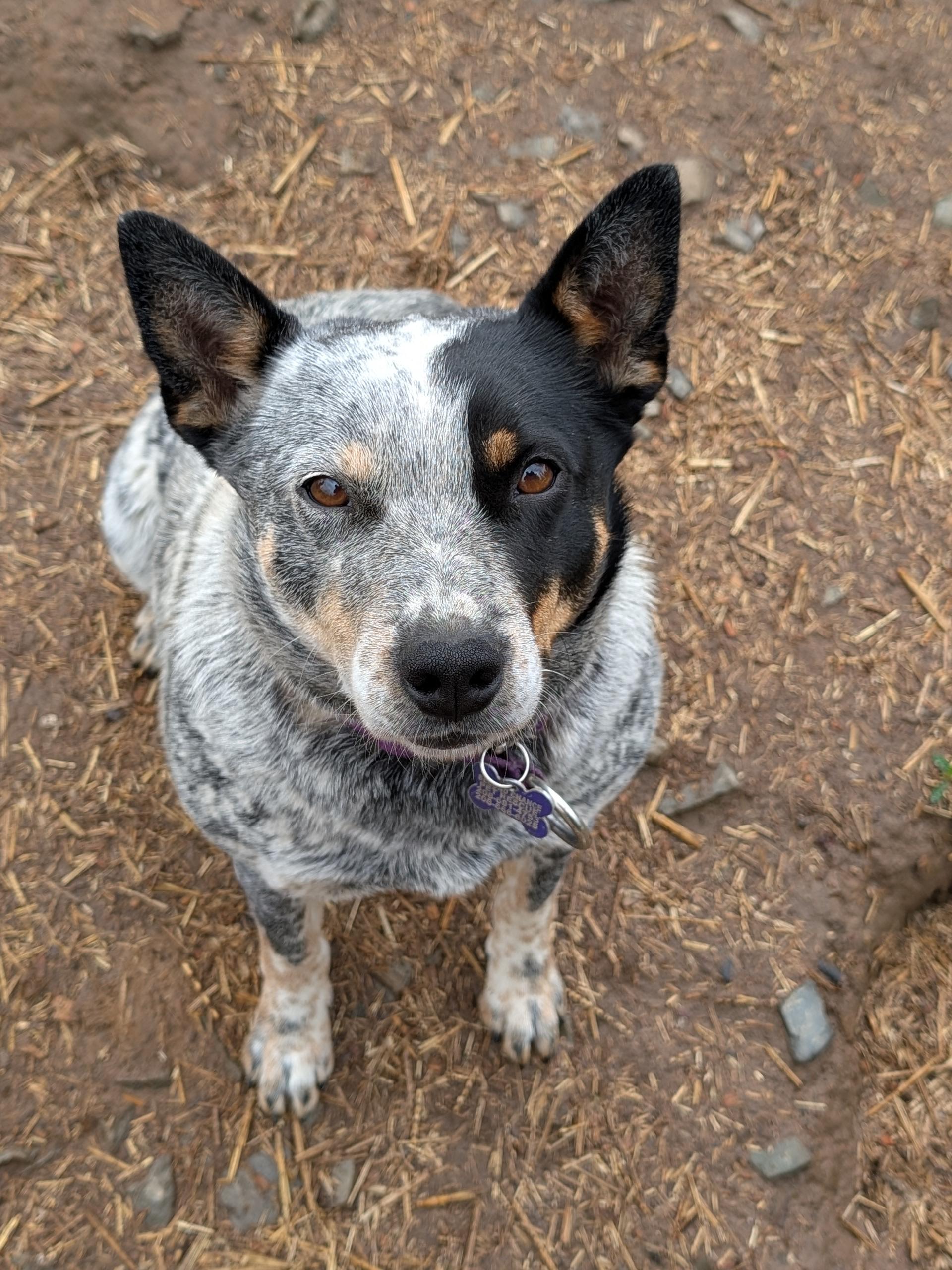 Bonnie, an adopted Australian Cattle Dog / Blue Heeler in COEUR D ALENE, ID image 2/5