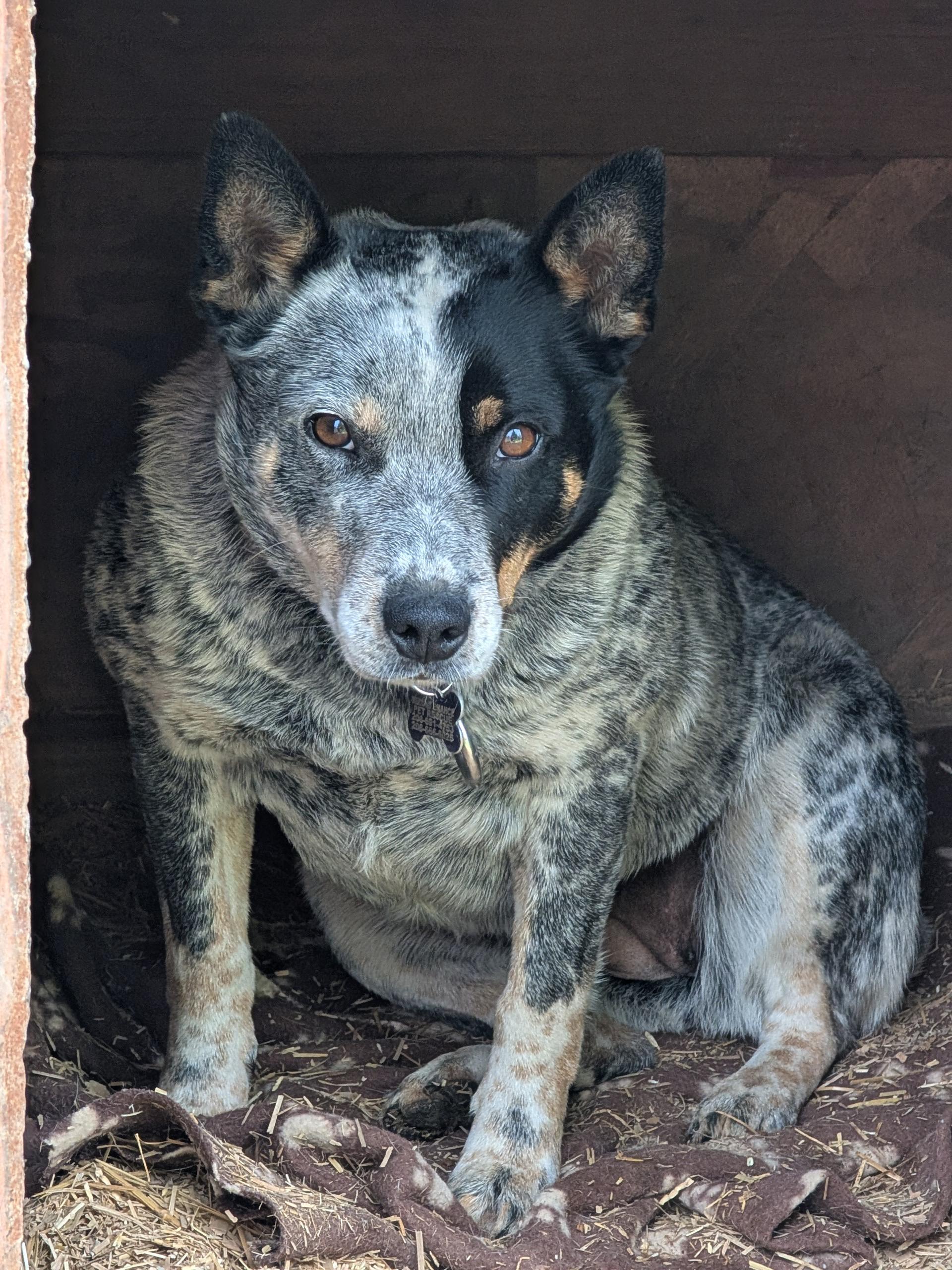 Bonnie, an adopted Australian Cattle Dog / Blue Heeler in COEUR D ALENE, ID image 5/5