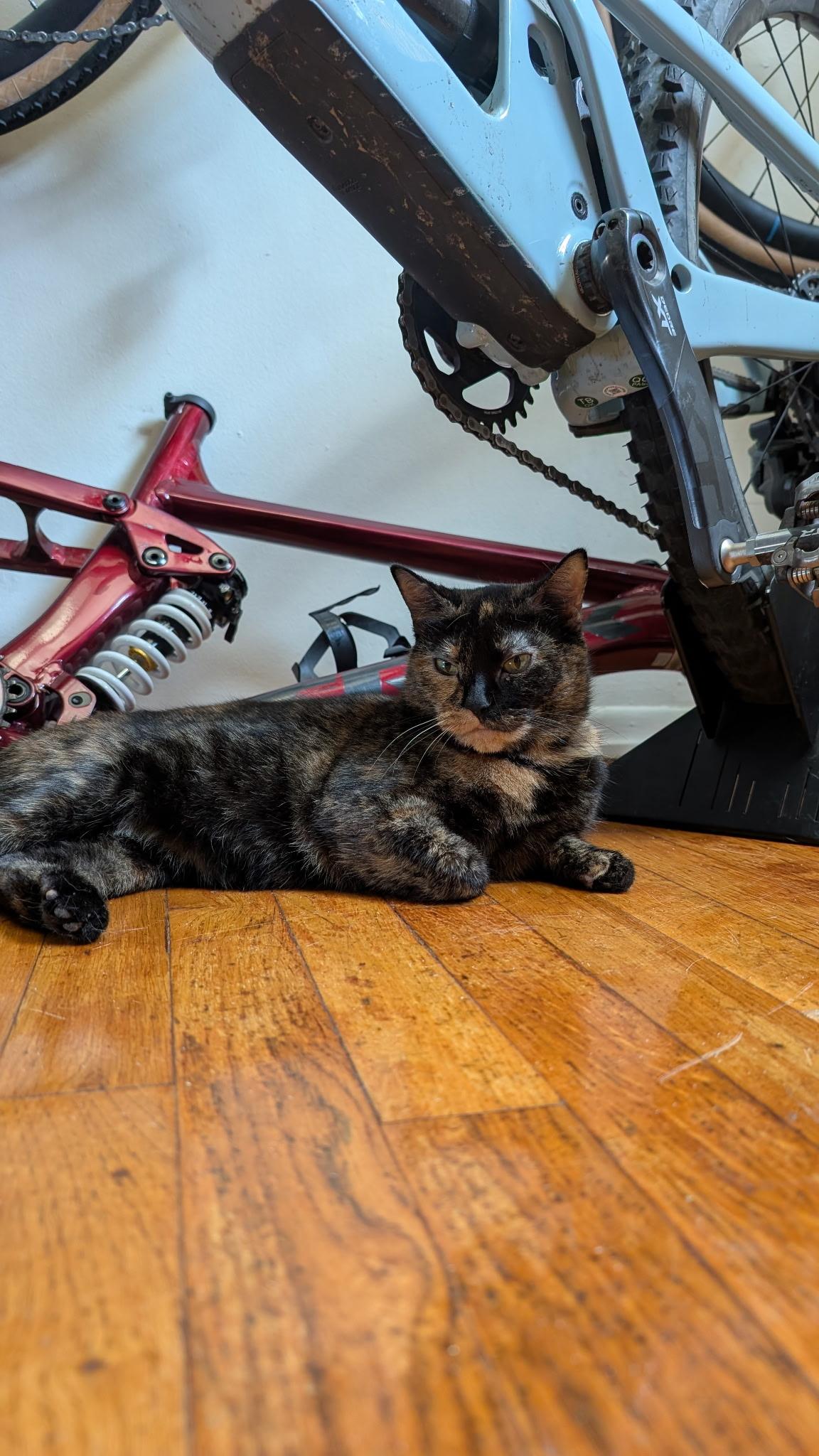 Enlarge Dolly Purrton, a Adoptable Domestic Short Hair in Morristown, NJ image 2/4