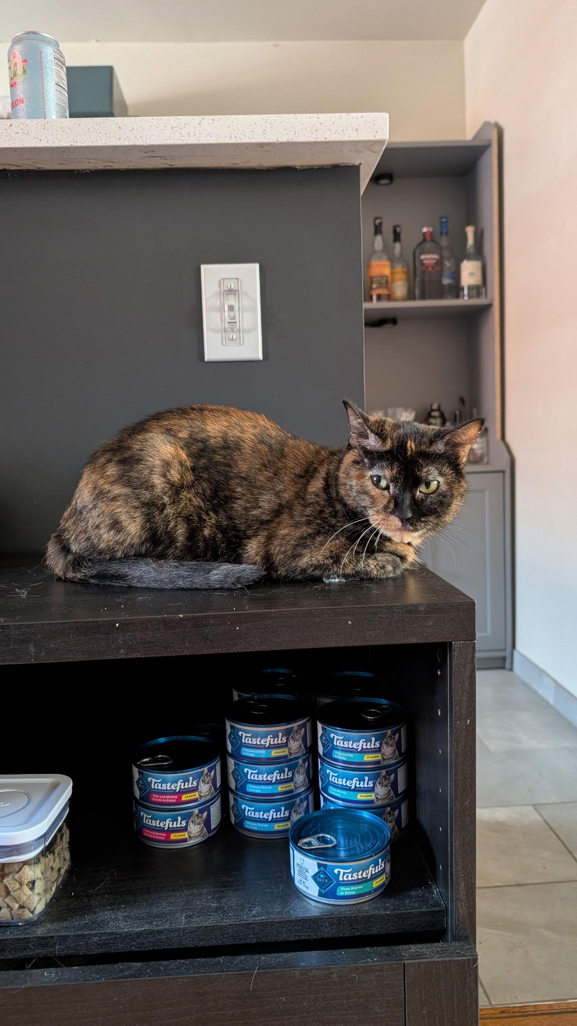 Enlarge Dolly Purrton, a Adoptable Domestic Short Hair in Morristown, NJ image 3/4