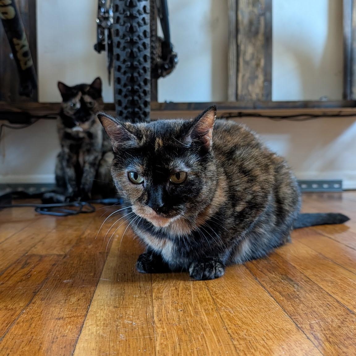 Dolly Purrton, Adoptable, Young Female Domestic Short Hair.