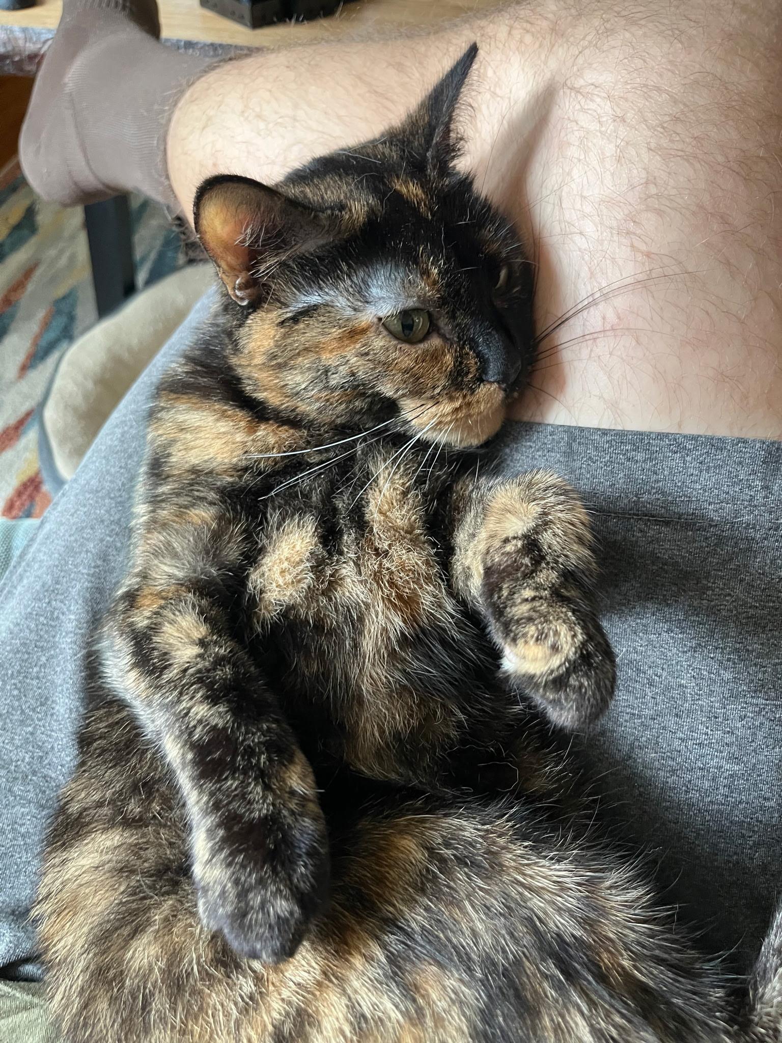 Enlarge Dolly Purrton, a Adoptable Domestic Short Hair in Morristown, NJ image 4/4