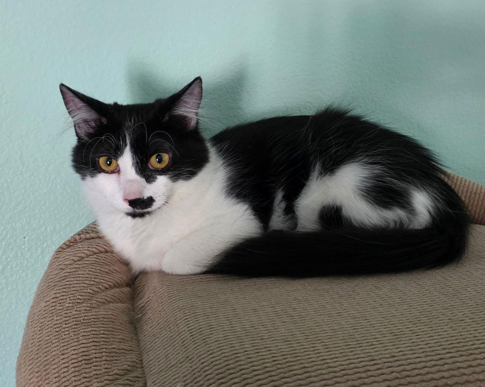 Enlarge XBox, a Adoptable Domestic Medium Hair in Mission Viejo, CA image 2/3