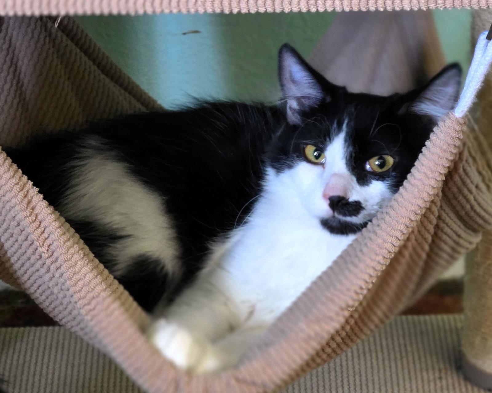 Enlarge XBox, a Adoptable Domestic Medium Hair in Mission Viejo, CA image 2/3