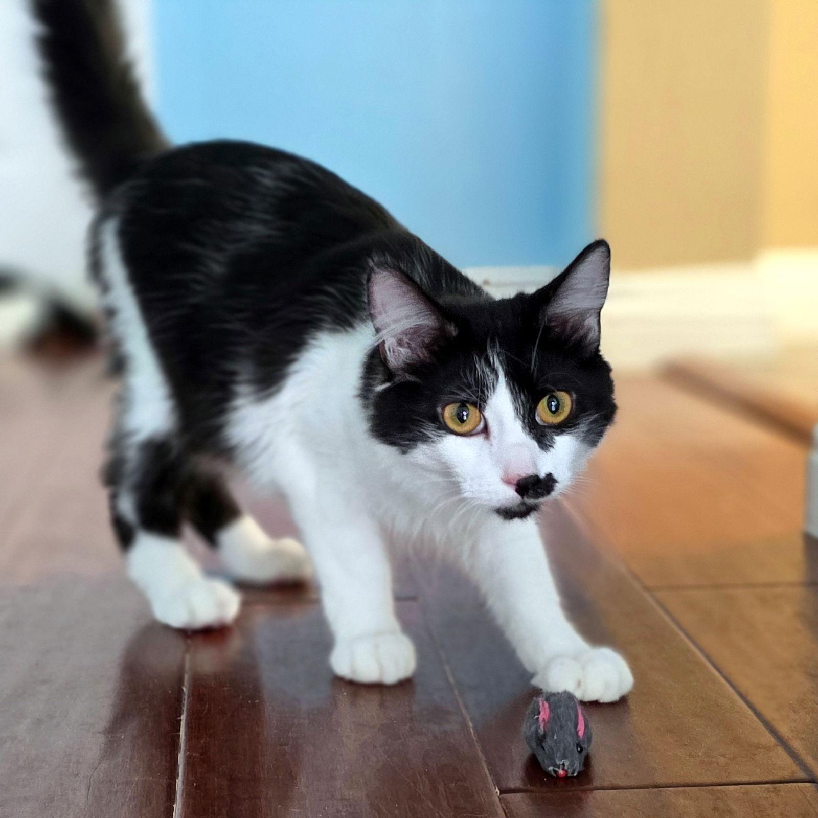 Enlarge XBox, a Adoptable Domestic Medium Hair in Mission Viejo, CA image 3/3