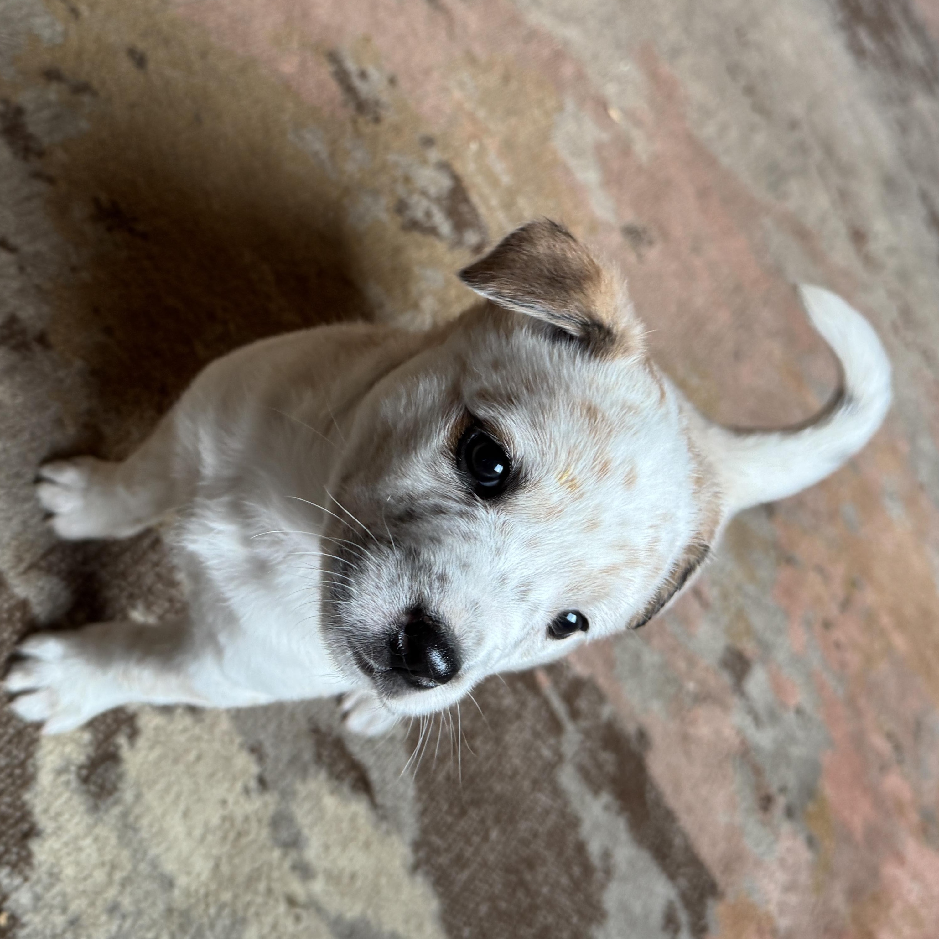 Enlarge Grumpy, a ADOPTABLE mixed breed in Vancouver, WA image 3/6