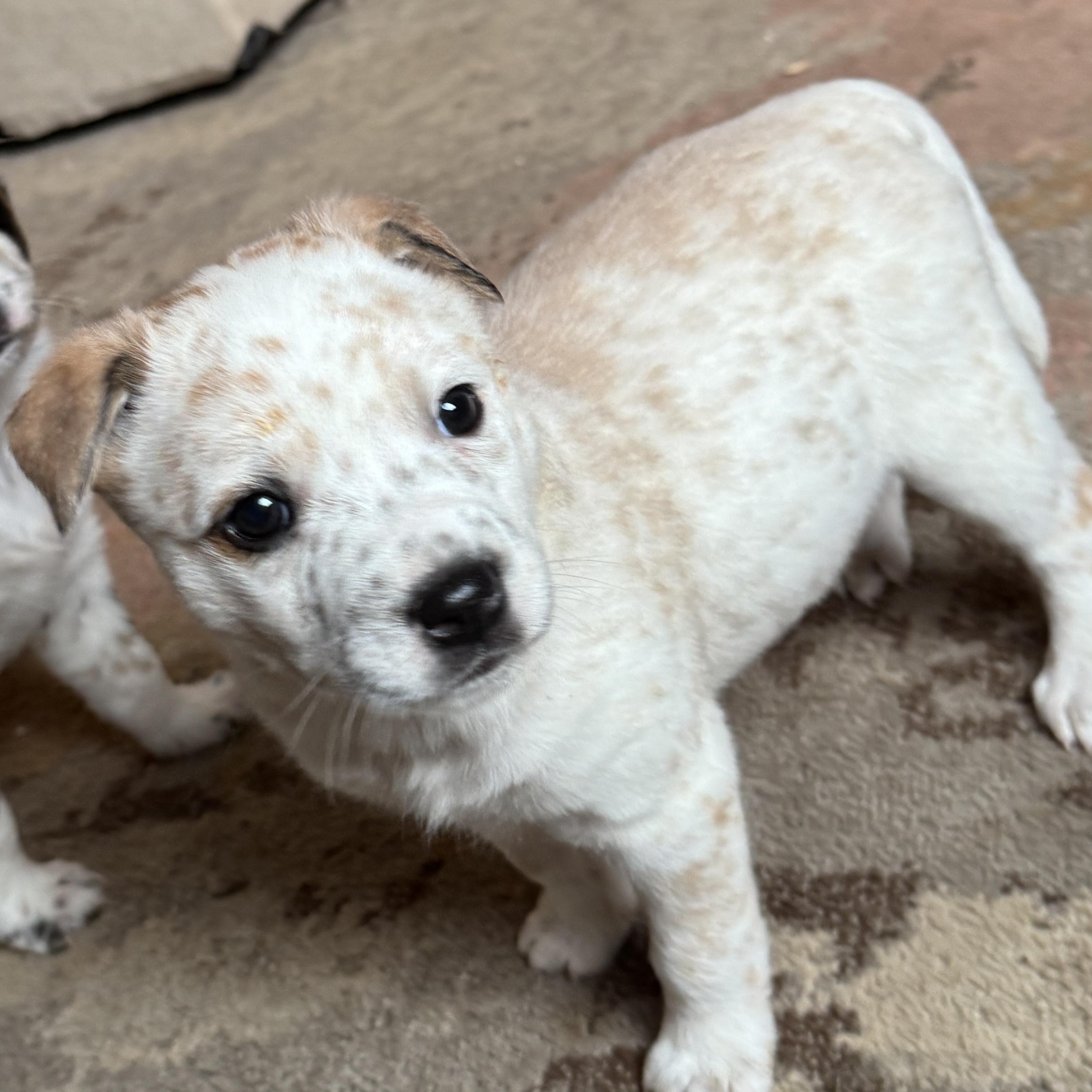 Enlarge Grumpy, a ADOPTABLE mixed breed in Vancouver, WA image 5/6