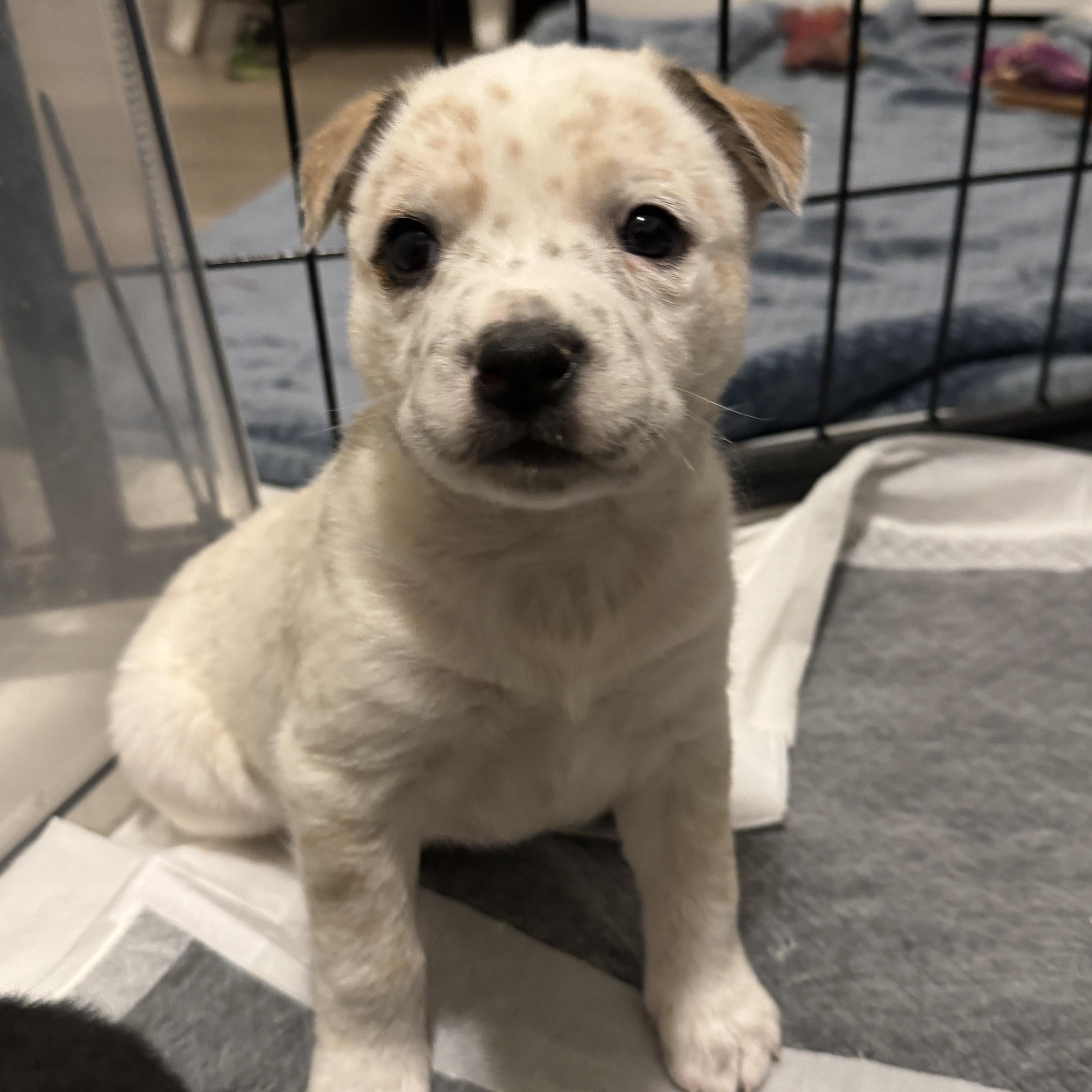 Enlarge Grumpy, a ADOPTABLE mixed breed in Vancouver, WA image 2/6