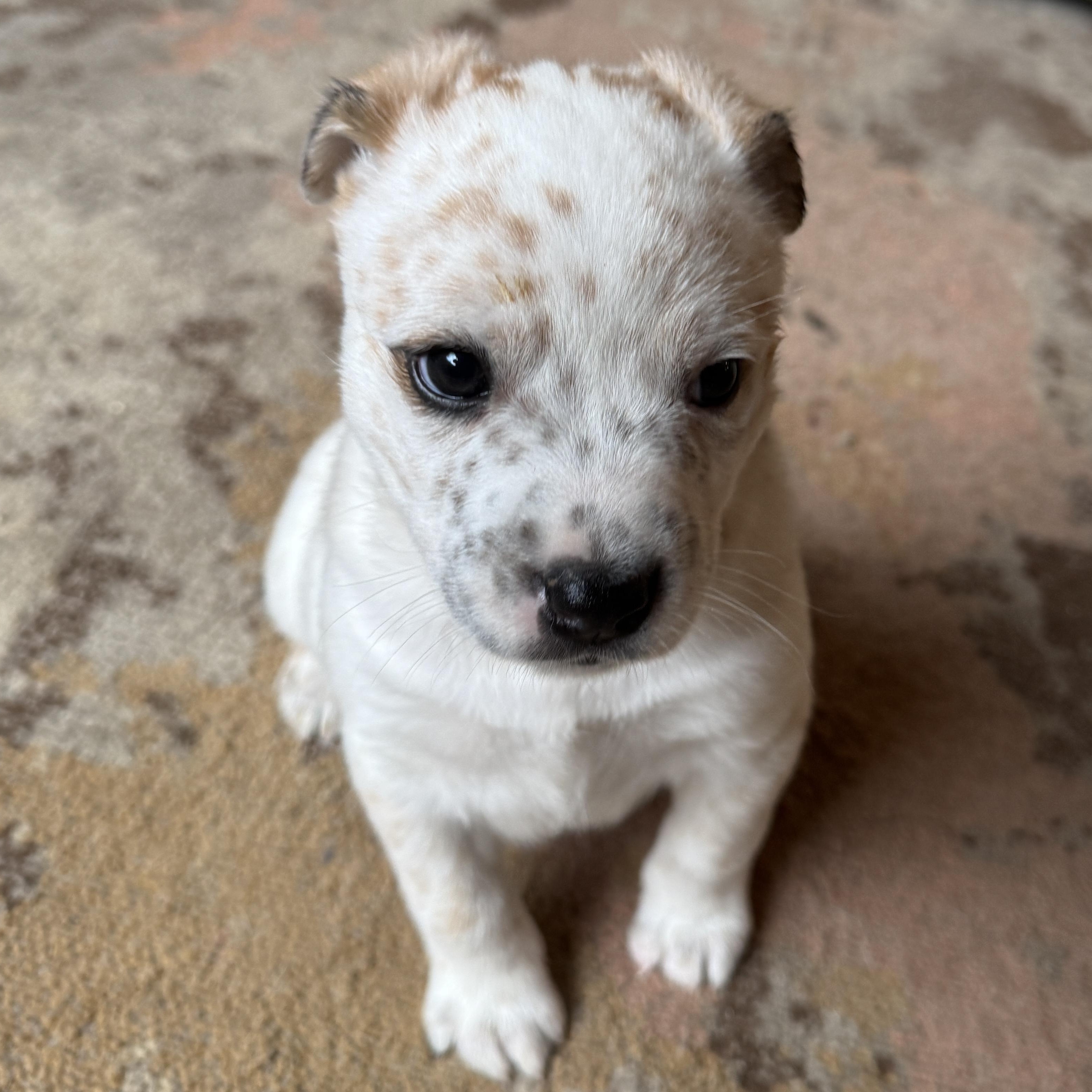 Enlarge Grumpy, a ADOPTABLE mixed breed in Vancouver, WA image 6/6