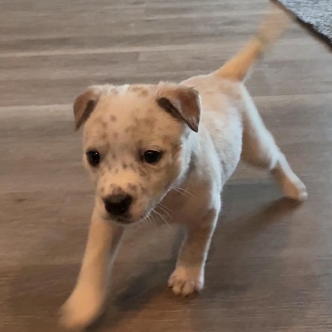 Enlarge Grumpy, a ADOPTABLE mixed breed in Vancouver, WA image 4/6