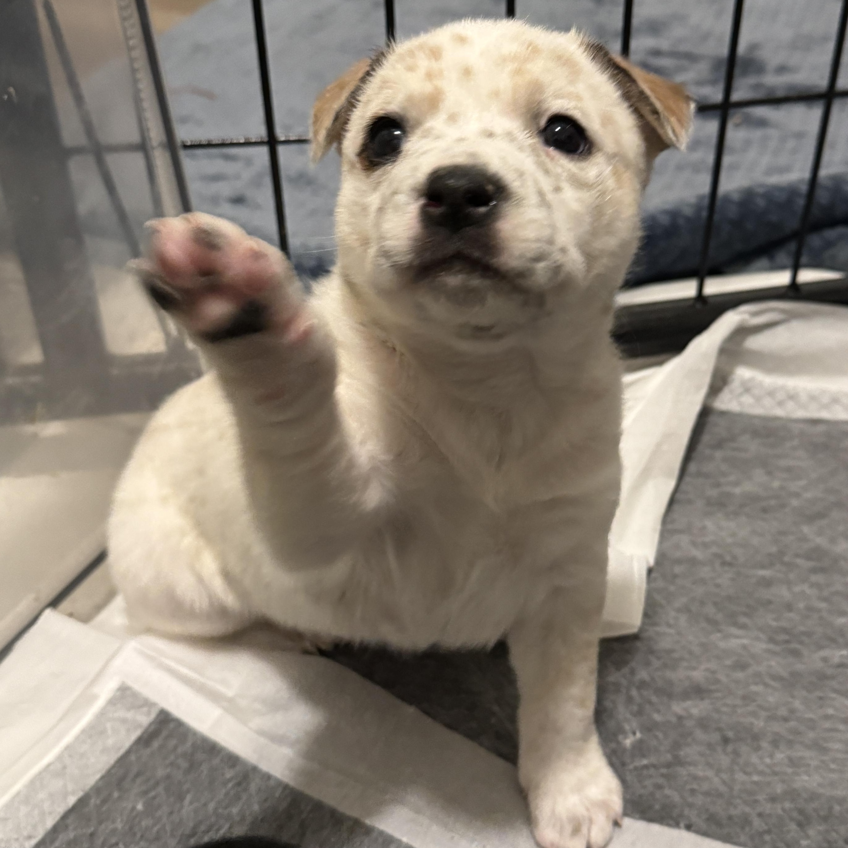 Enlarge Grumpy, a ADOPTABLE mixed breed in Vancouver, WA image 1/6
