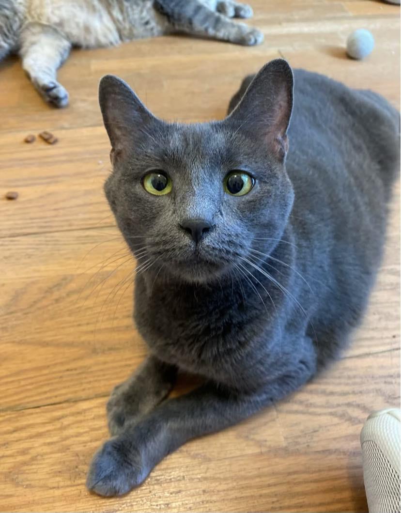 Enlarge Ellie, a Adoptable Domestic Short Hair in Wading River, NY image 1/5