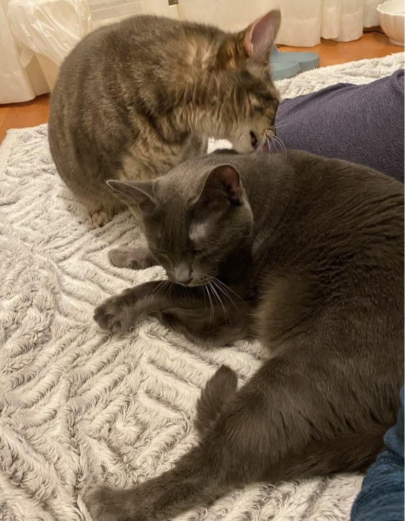 Enlarge Ellie, a Adoptable Domestic Short Hair in Wading River, NY image 3/5