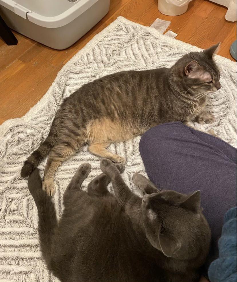 Enlarge Ellie, a Adoptable Domestic Short Hair in Wading River, NY image 5/5