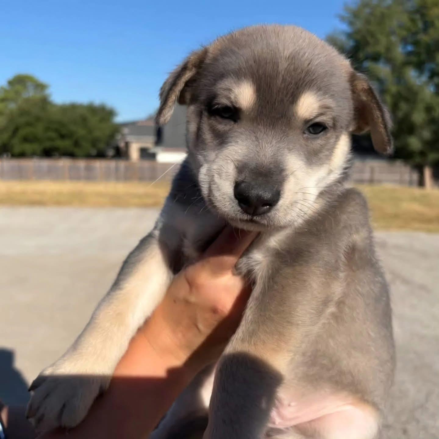 Enlarge Jeremiah, a Adopted mixed breed in Whitestone, NY image 1/3