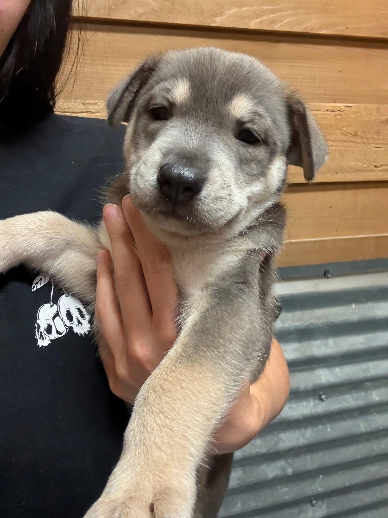 Enlarge Jeremiah, a Adopted mixed breed in Whitestone, NY image 2/3