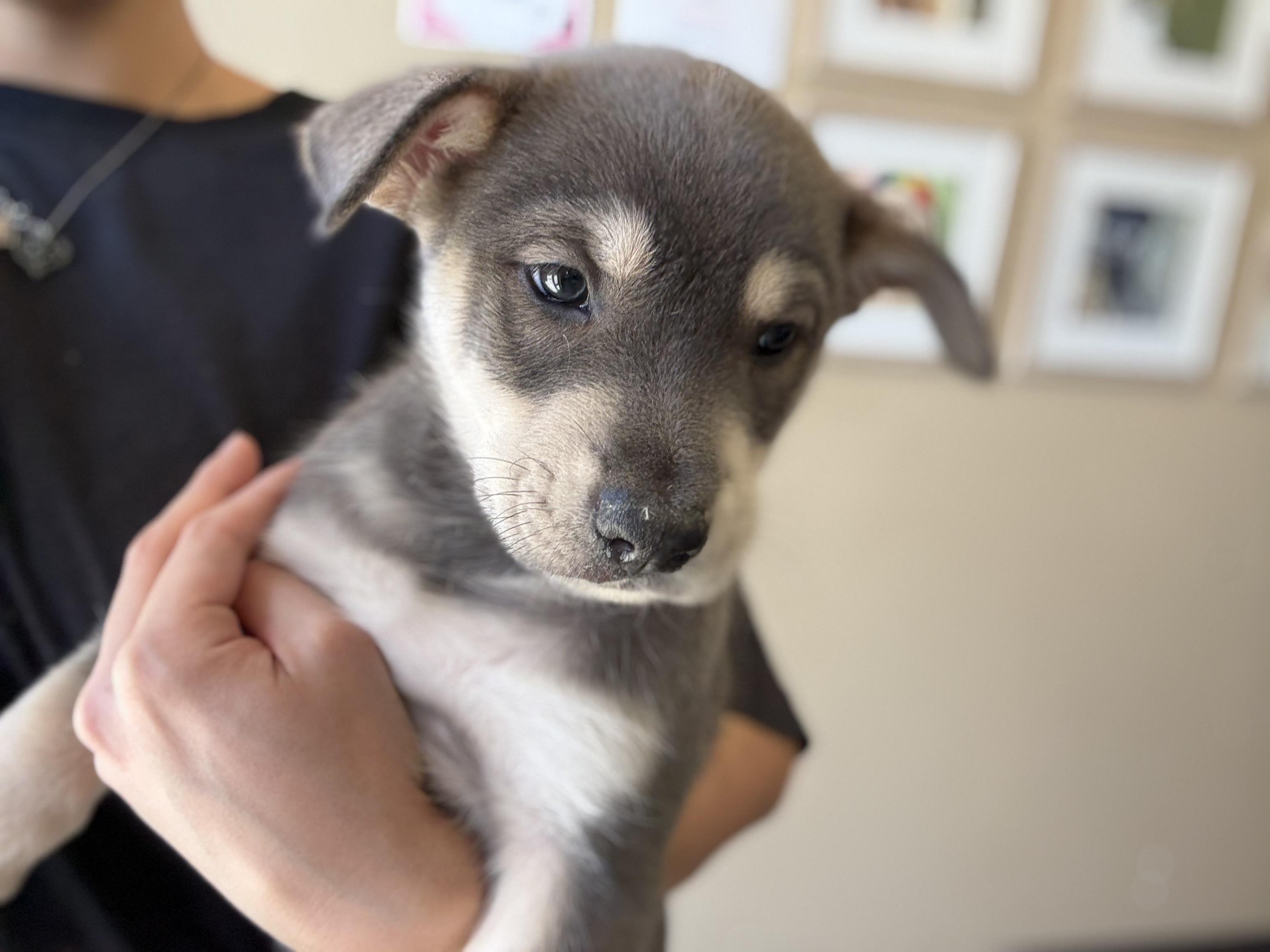 Enlarge Jeremiah, a Adopted mixed breed in Whitestone, NY image 3/3