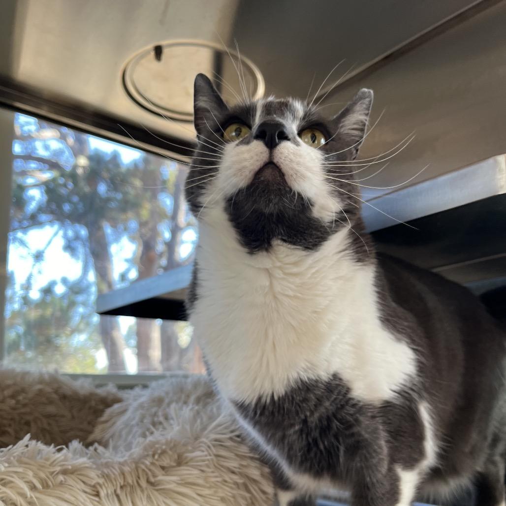 Earl Grey, Adoptable, Adult Male Domestic Short Hair.