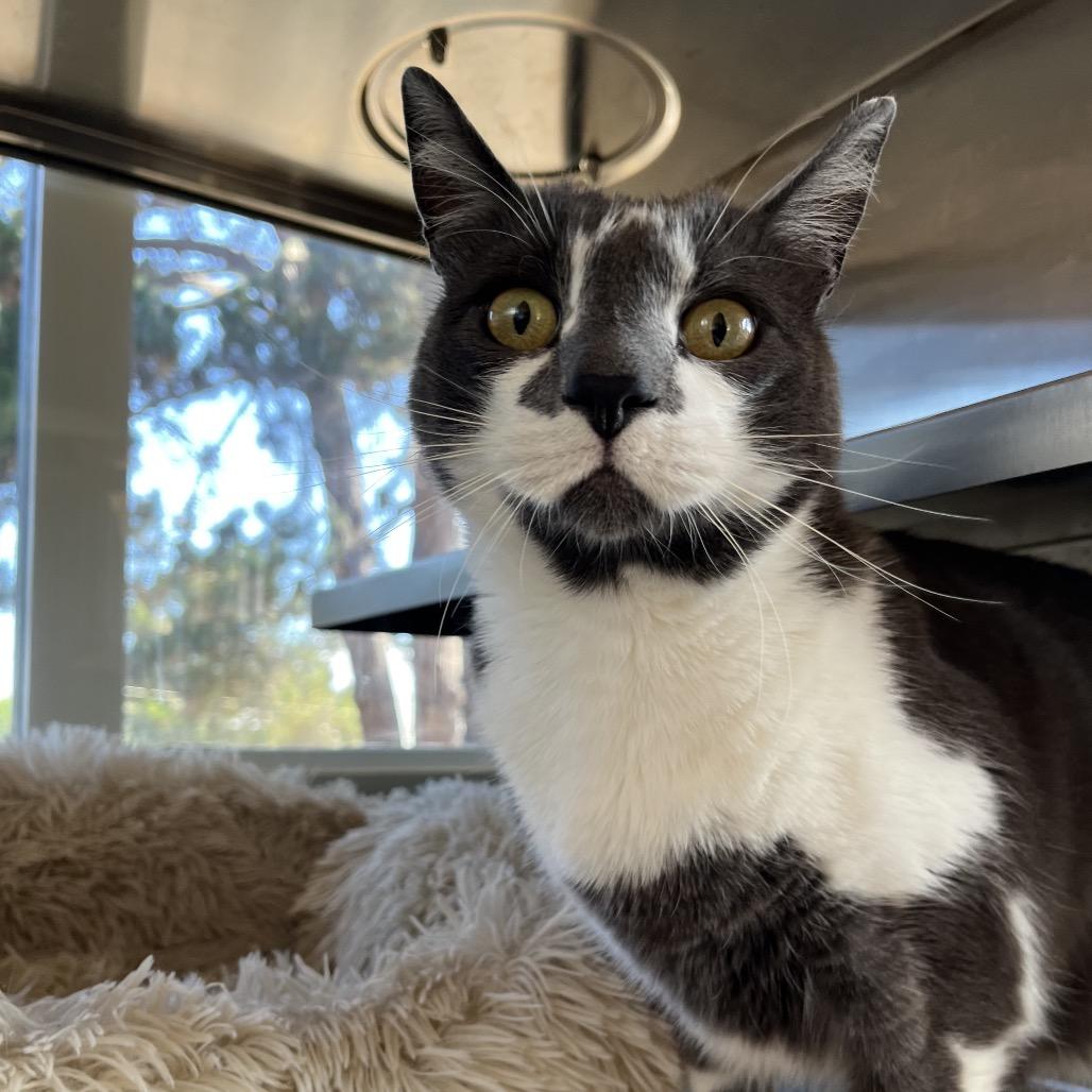 Enlarge Earl Grey, a Adoptable Domestic Short Hair in Pacific Grove, CA image 2/6