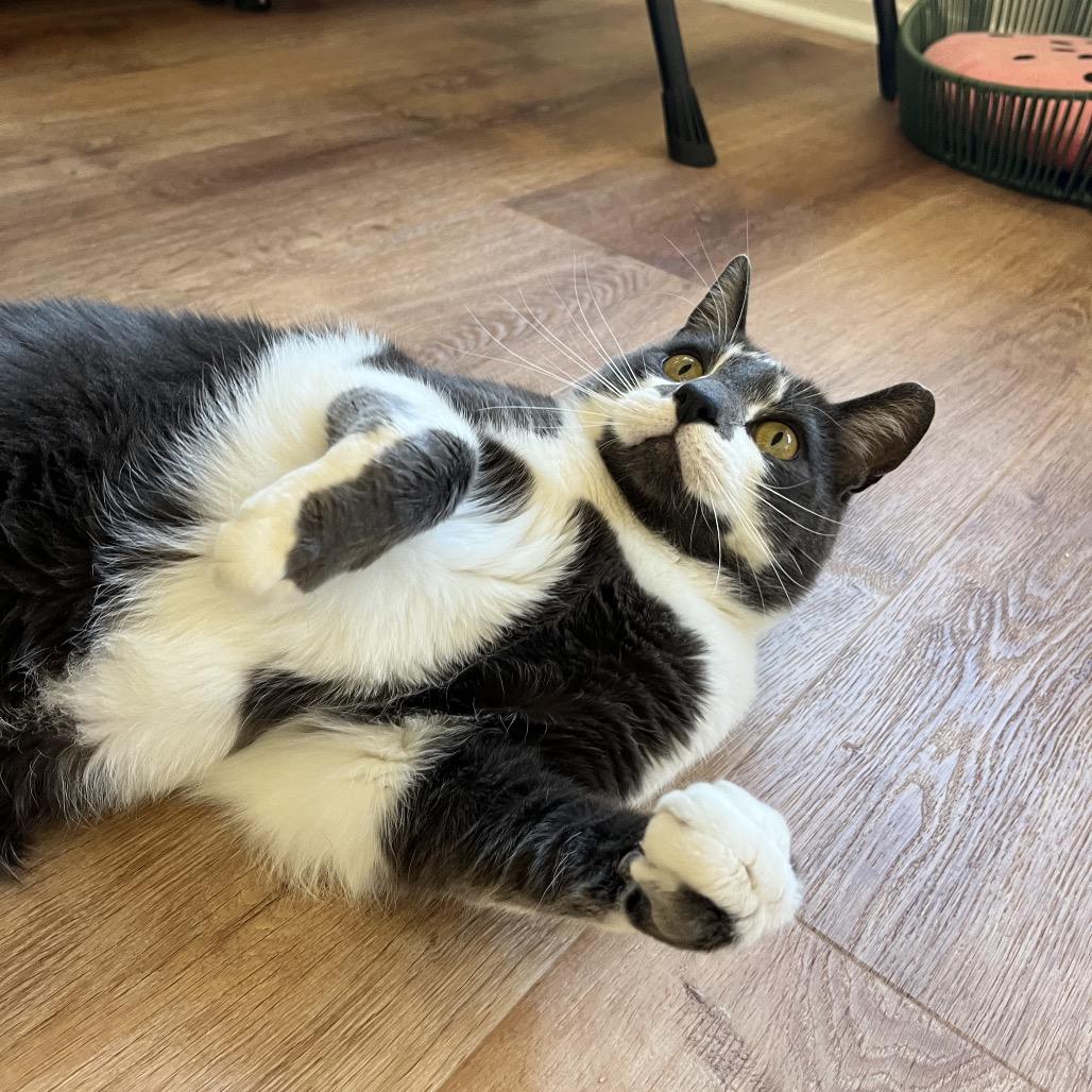 Enlarge Earl Grey, a Adoptable Domestic Short Hair in Pacific Grove, CA image 3/6