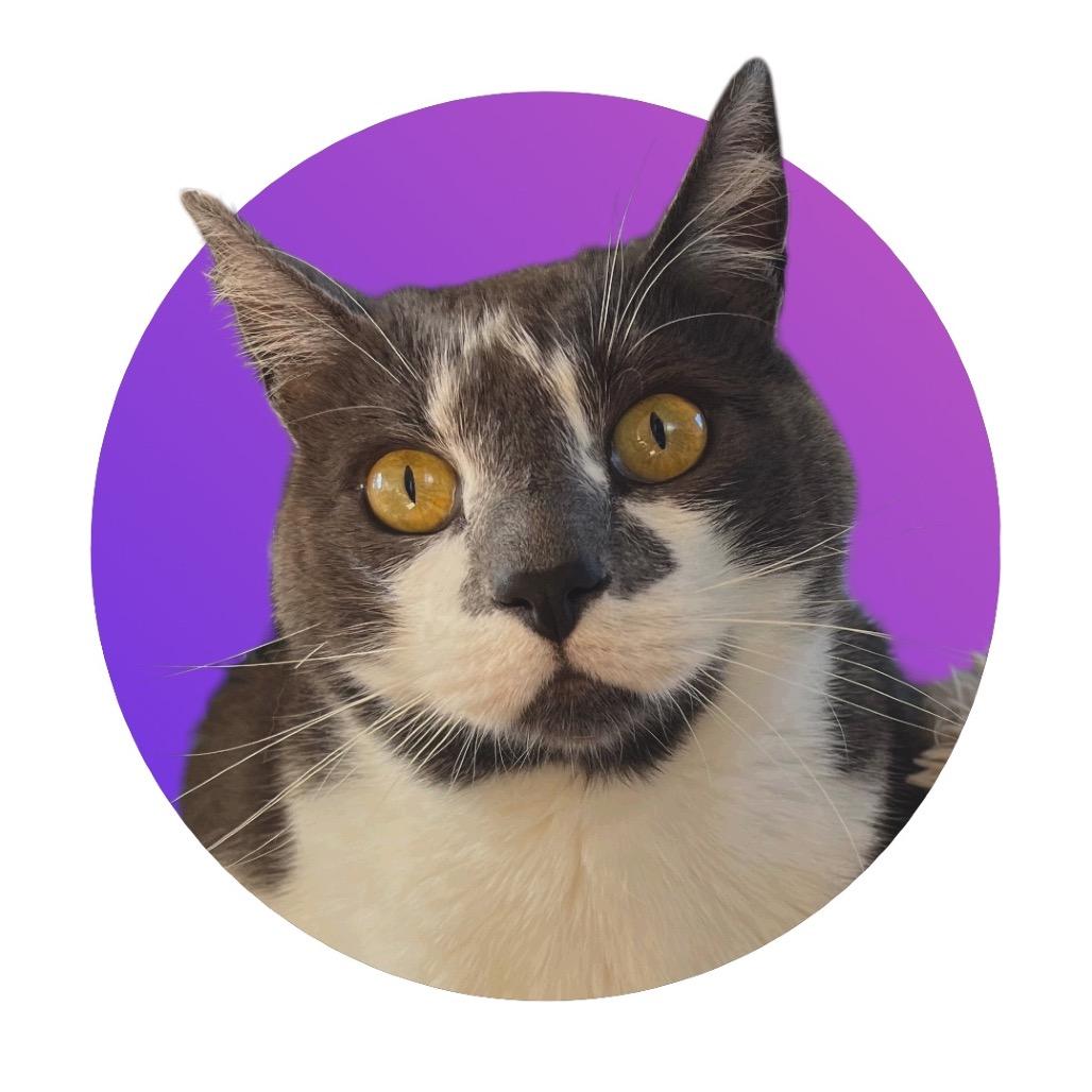 Enlarge Earl Grey, a Adoptable Domestic Short Hair in Pacific Grove, CA image 5/6