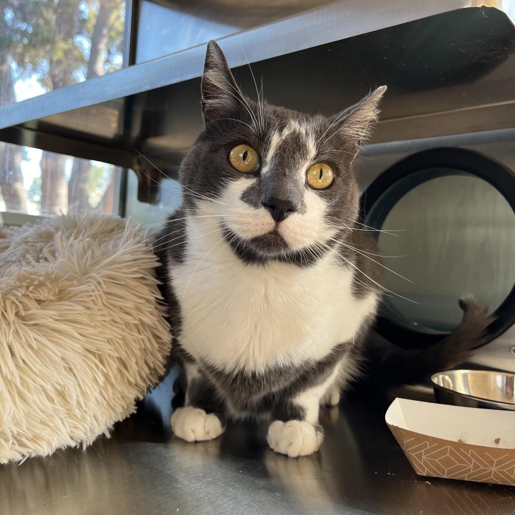Enlarge Earl Grey, a Adoptable Domestic Short Hair in Pacific Grove, CA image 6/6