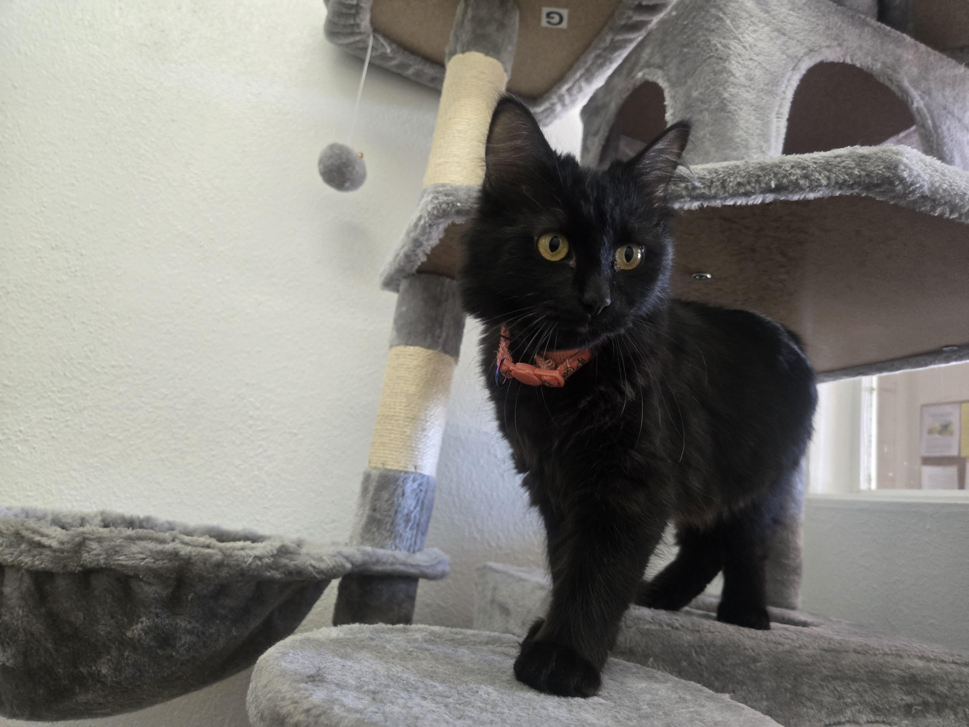 Apollo, adopted, Young Male Domestic Long Hair.