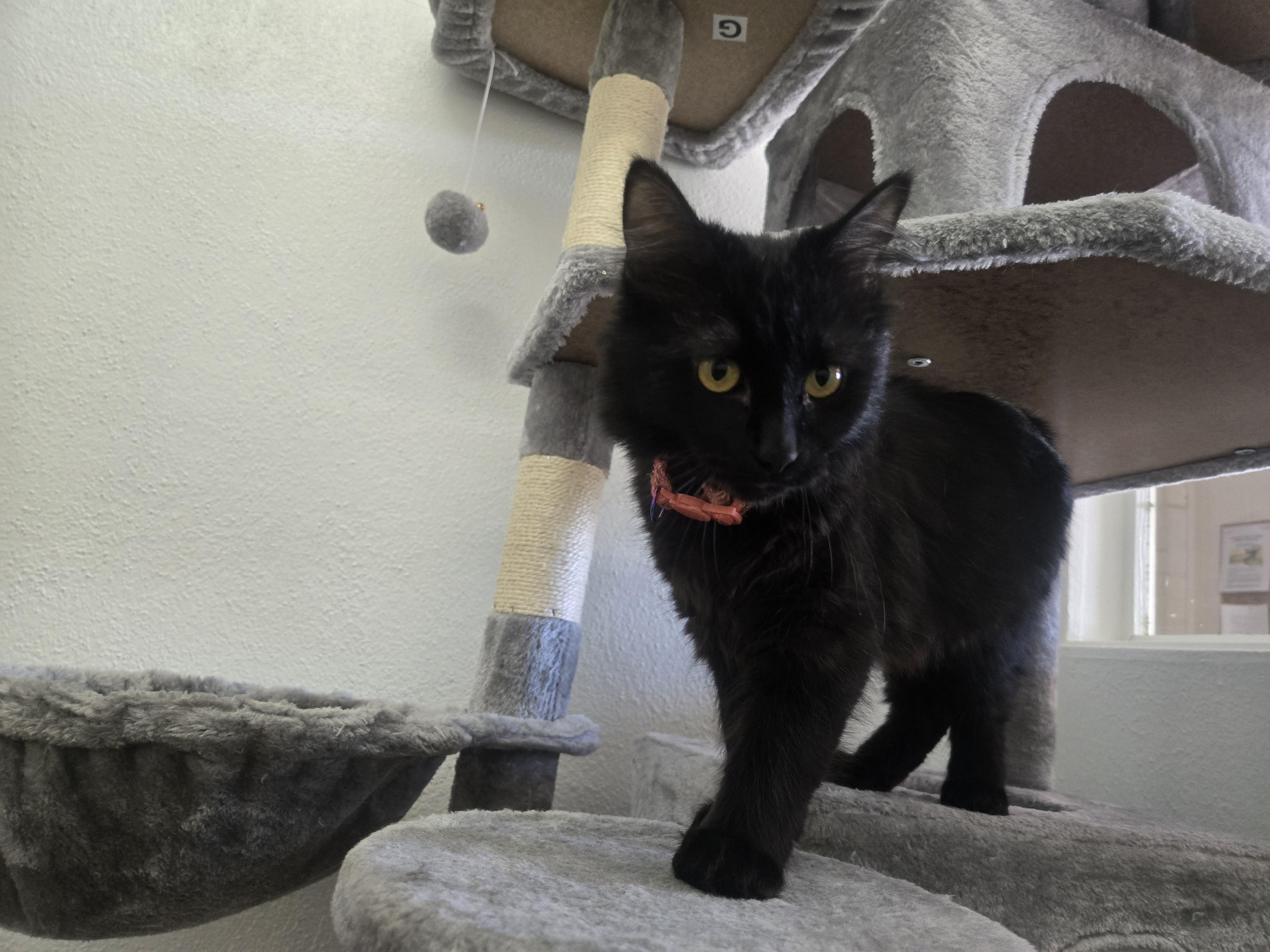 Apollo, an adopted Domestic Long Hair in Nogales, AZ image 2/2
