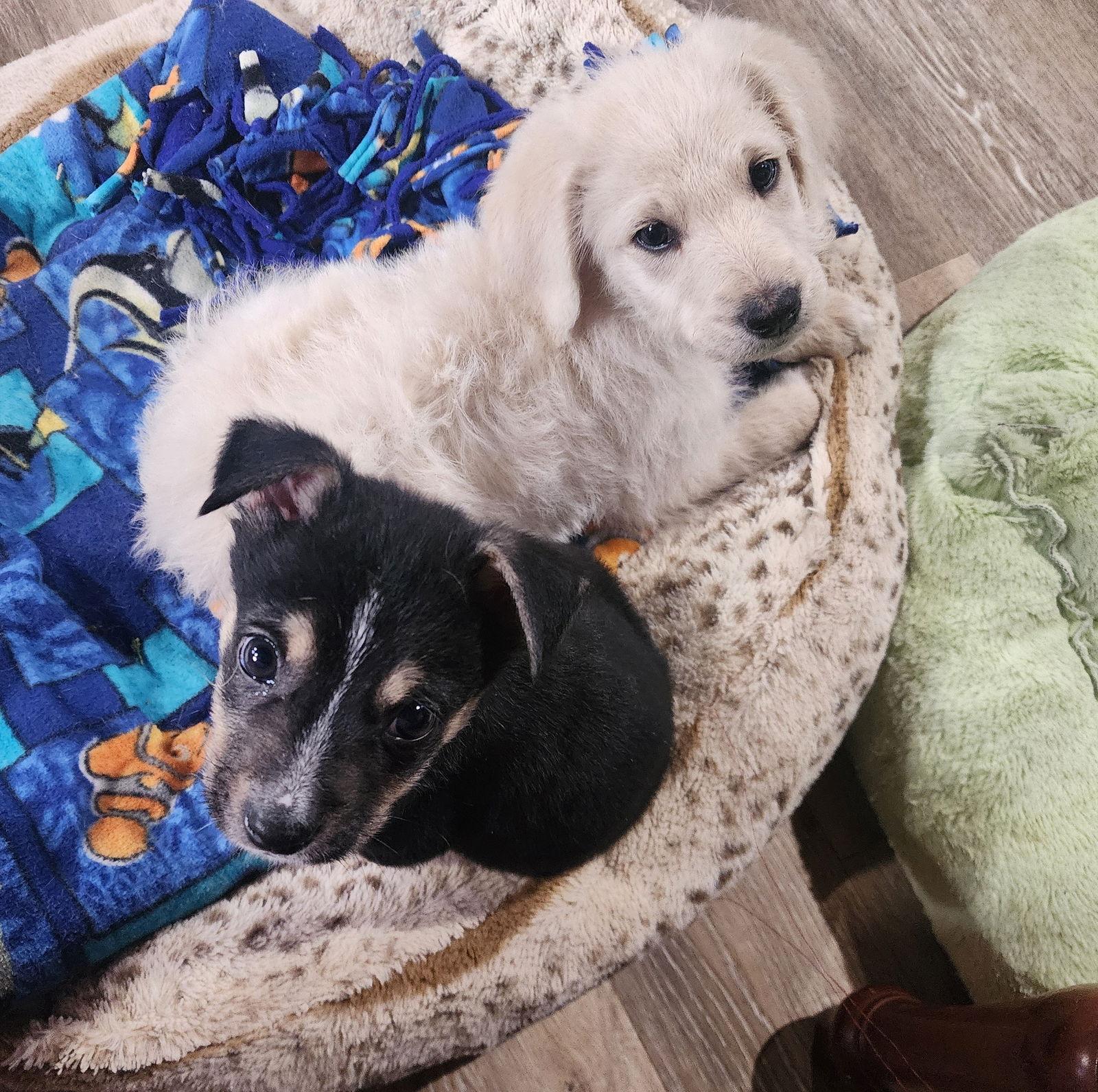 Noodle, Adopted, Puppy Female Great Pyrenees & Standard Poodle.